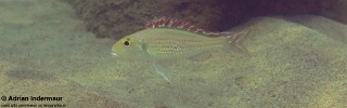 Callochromis pleurospilus 'Jakobsen's Beach'.jpg