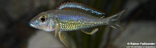 Callochromis pleurospilus 'Ujiji'.jpg