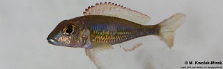 Callochromis pleurospilus.jpg