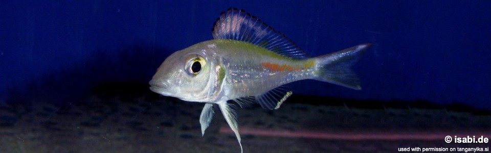 Callochromis sp. 'pleurospilus tanzania' Ikola