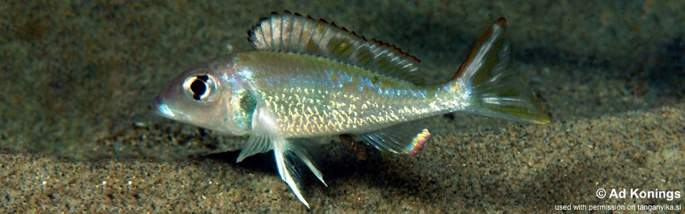 Callochromis sp. 'pleurospilus tanzania' Kalila