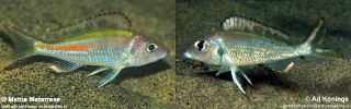 Callochromis sp. 'pleurospilus tanzania'