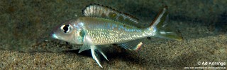 Callochromis sp. 'pleurospilus tanzania' Kalila.jpg