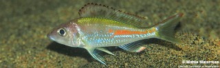 Callochromis sp. 'pleurospilus tanzania' Mkangazi.jpg