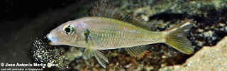 Callochromis sp. 'pleurospilus tanzania'.jpg