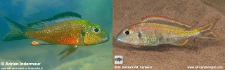 Callochromis