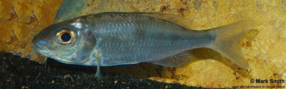 Cardiopharynx schoutedeni 'Cameron Bay'