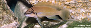 Chalinochromis brichardi.jpg