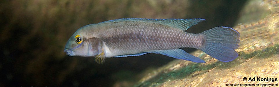 Chalinochromis cyanophleps 'Fulwe Rocks'