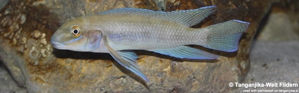 Chalinochromis cyanophleps 'Kipili'