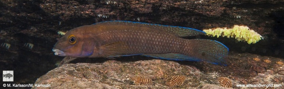 Chalinochromis cyanophleps 'Lupita Island'