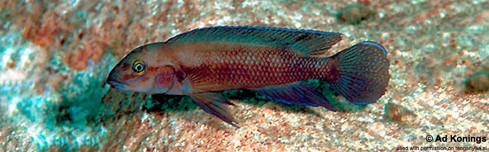 Chalinochromis cyanophleps 'Ulwile Island'