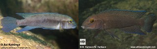 Chalinochromis cyanophleps