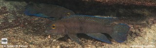 Chalinochromis cyanophleps 'Kisi Island'.jpg