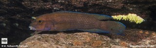 Chalinochromis cyanophleps 'Lupita Island'.jpg