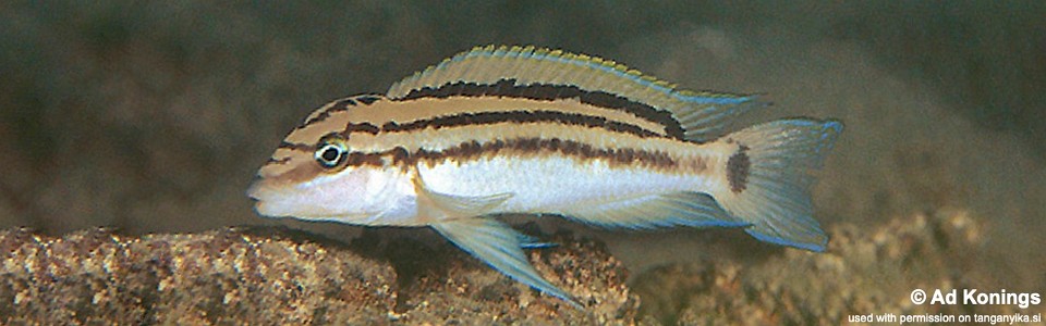 Chalinochromis popelini 'Cape Tembwe'