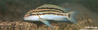 Chalinochromis popelini 'Cape Tembwe'.jpg