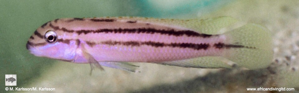 Chalinochromis sp. 'bifrenatus purpleface' (Congo)