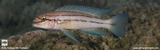 Chalinochromis sp. 'bifrenatus south' Fulwe Rocks.jpg