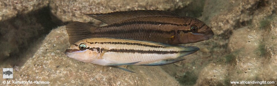 Chalinochromis sp. 'bifrenatus striped' Katondo Point