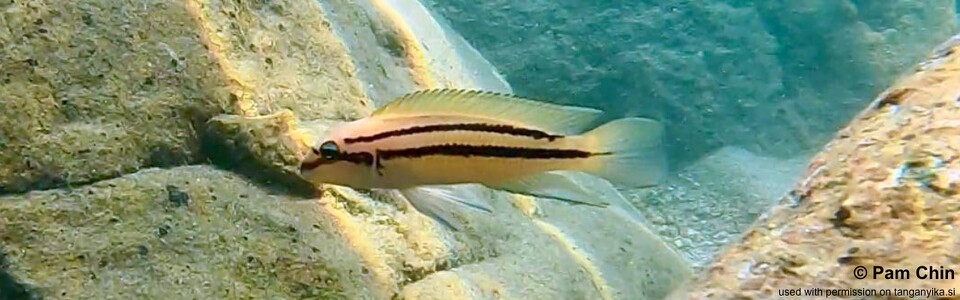 Chalinochromis sp. 'bifrenatus' Mahale Mountains NP