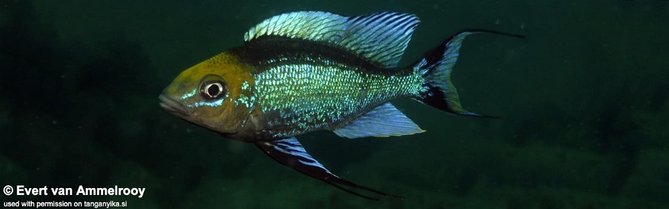 Cyathopharynx furcifer 'Cape Nangu'