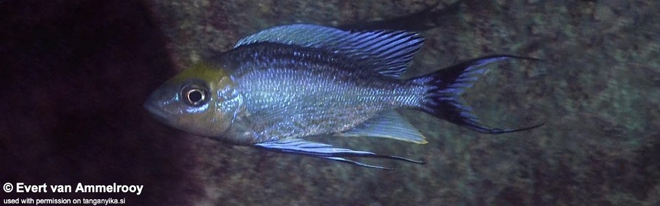 Cyathopharynx furcifer 'Chilanga'