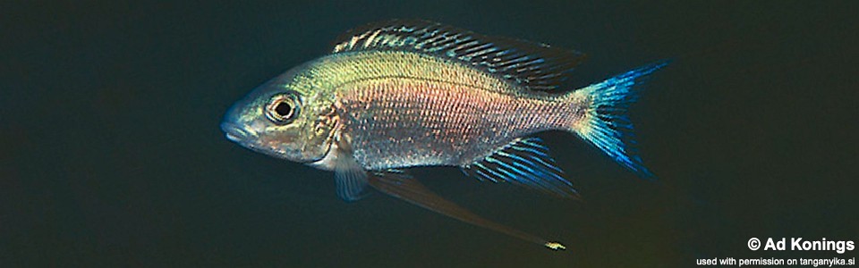 Cyathopharynx sp. 'green flush' Bulu Point<br><font color=gray>Cyathopharynx foae 'Bulu Point'</font>