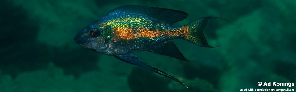 Cyathopharynx sp. 'green flush' Cape Caramba<br><font color=gray>Cyathopharynx foae 'Cape Caramba'</font>