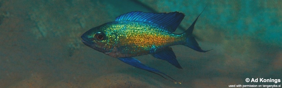 Cyathopharynx sp. 'green flush' Kiriza<br><font color=gray>Cyathopharynx foae 'Kiriza'</font>