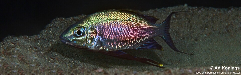 Cyathopharynx sp. 'green flush' Maswa - Cyathopharynx foae 'Maswa'