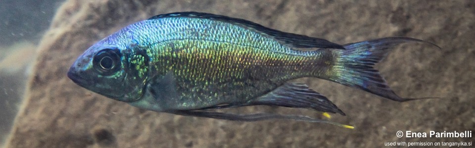 Cyathopharynx sp. 'green flush' Musofwe Bay<br><font color=gray>Cyathopharynx foae 'Musofwe Bay'</font>