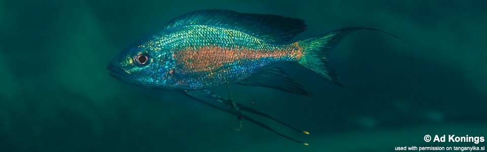 Cyathopharynx sp. 'green flush' Muzimu<br><font color=gray>Cyathopharynx foae 'Muzimu'</font>