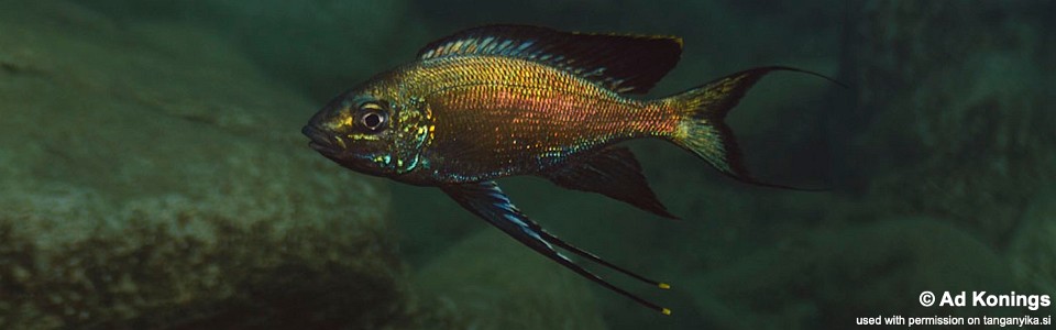 Cyathopharynx sp. 'green flush' Rubumba<br><font color=gray>Cyathopharynx foae 'Rubumba'</font>