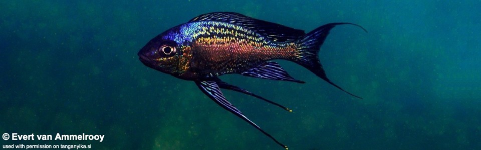 Cyathopharynx sp. 'neon streak' Cape Kachese<br><font color=gray>Cyathopharynx foae 'Cape Kachese'</font>