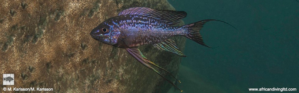 Cyathopharynx sp. 'neon streak' Cape Mpimbwe, Katondo Point<br><font color=gray>Cyathopharynx foae 'Cape Mpimbwe, Katondo Point'</font>