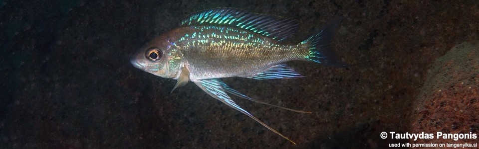 Cyathopharynx sp. 'neon streak' Cape Nambeyeye<br><font color=gray>Cyathopharynx foae 'Cape Nambeyeye'</font>