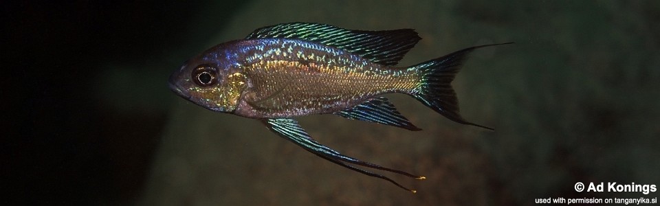 Cyathopharynx sp. 'neon streak' Cape Nundo<br><font color=gray>Cyathopharynx foae 'Cape Nundo'</font>