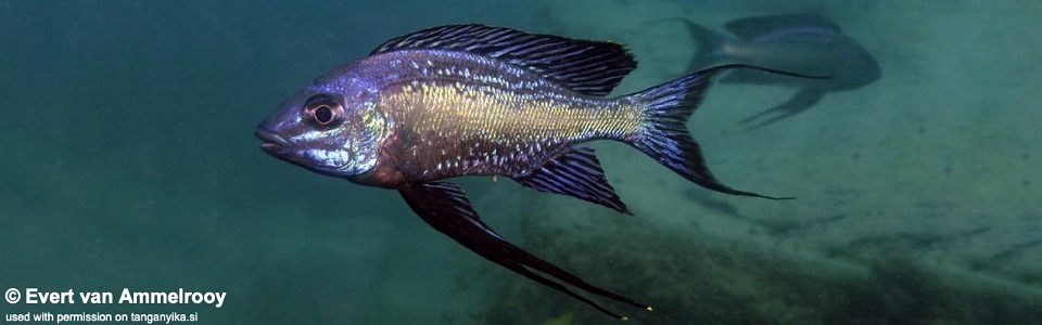 Cyathopharynx sp. 'neon streak' Chilanga<br><font color=gray>Cyathopharynx foae 'Chilanga'</font>