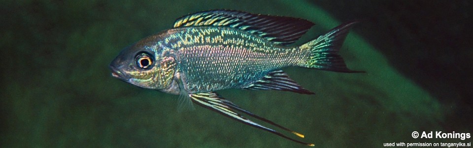 Cyathopharynx sp. 'neon streak' Chimba<br><font color=gray>Cyathopharynx foae 'Chimba'</font>