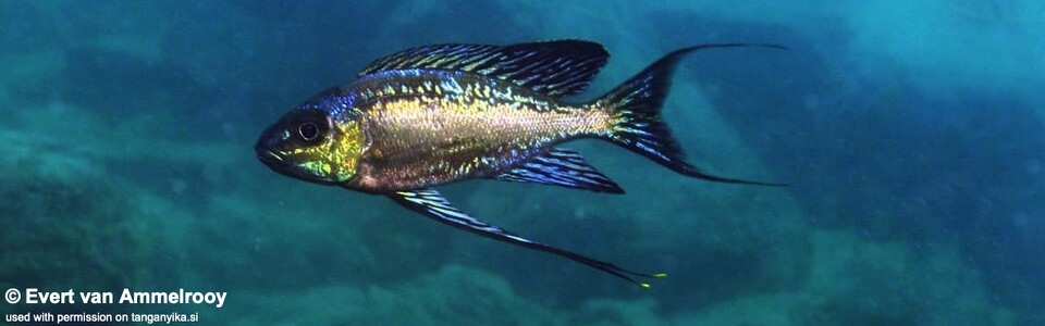 Cyathopharynx sp. 'neon streak' Chisanse - Cyathopharynx foae 'Chisanse'
