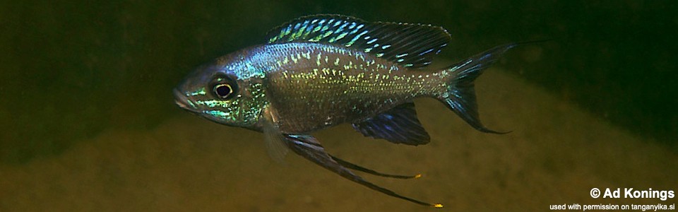 Cyathopharynx sp. 'neon streak' Kafungi<br><font color=gray>Cyathopharynx foae 'Kafungi'</font>