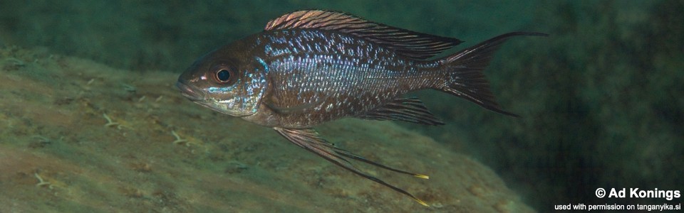 Cyathopharynx sp. 'neon streak' Kalugunga<br><font color=gray>Cyathopharynx foae 'Kalugunga'</font>