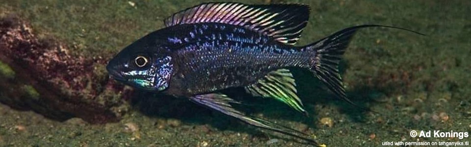 Cyathopharynx sp. 'neon streak' Kansombo<br><font color=gray>Cyathopharynx foae 'Kansombo'</font>