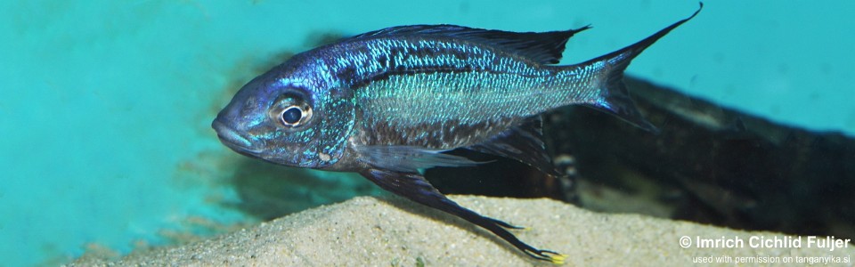 Cyathopharynx sp. 'neon streak' Kasanga<br><font color=gray>Cyathopharynx foae 'Kasanga'</font>