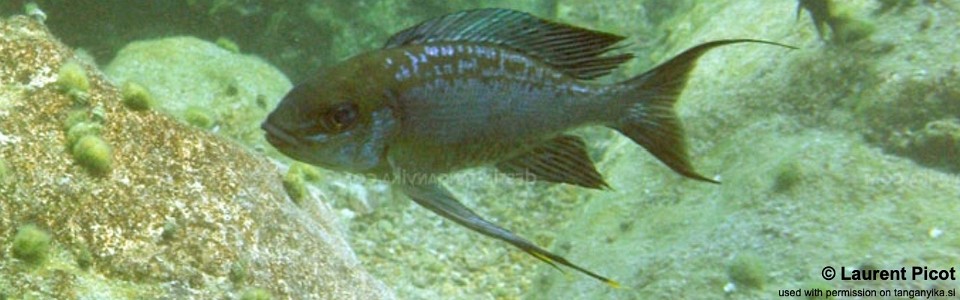 Cyathopharynx sp. 'neon streak' Kerenge Island<br><font color=gray>Cyathopharynx foae 'Kerenge Island'</font>