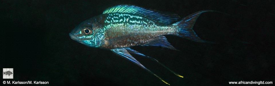 Cyathopharynx sp. 'neon streak' Kisi Island<br><font color=gray>Cyathopharynx foae 'Kisi Island'</font>