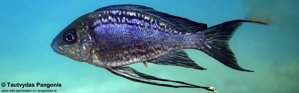 Cyathopharynx sp. 'neon streak' Lake Shore Lodge Kipili<br><font color=gray>Cyathopharynx foae 'Lake Shore Lodge Kipili'</font>