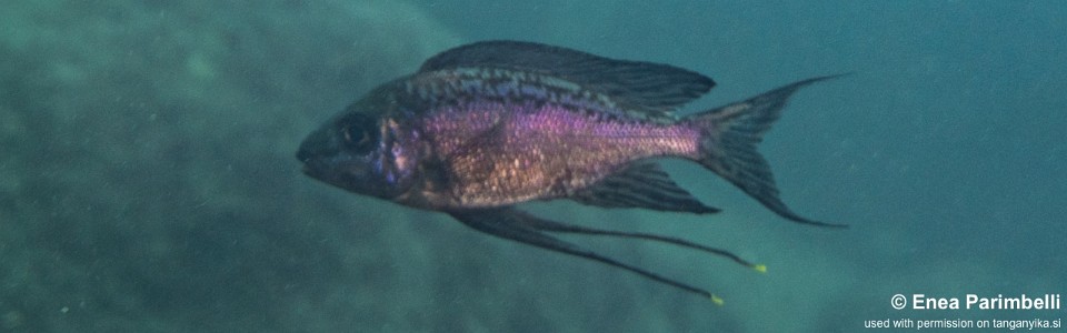 Cyathopharynx sp. 'neon streak' Lupita Island<br><font color=gray>Cyathopharynx foae 'Lupita Island'</font>