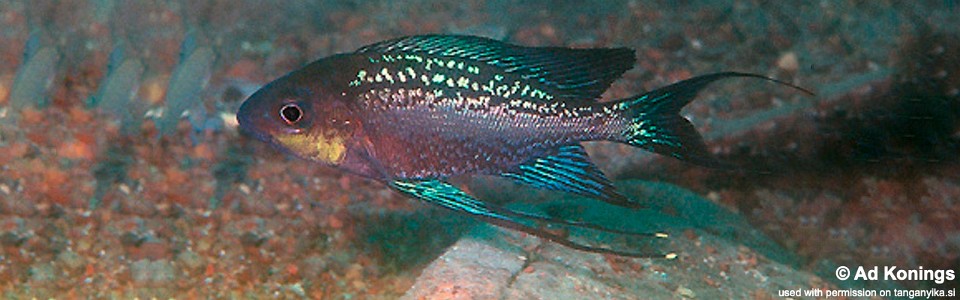 Cyathopharynx sp. 'neon streak' Mbita Island<br><font color=gray>Cyathopharynx foae 'Mbita Island'</font>